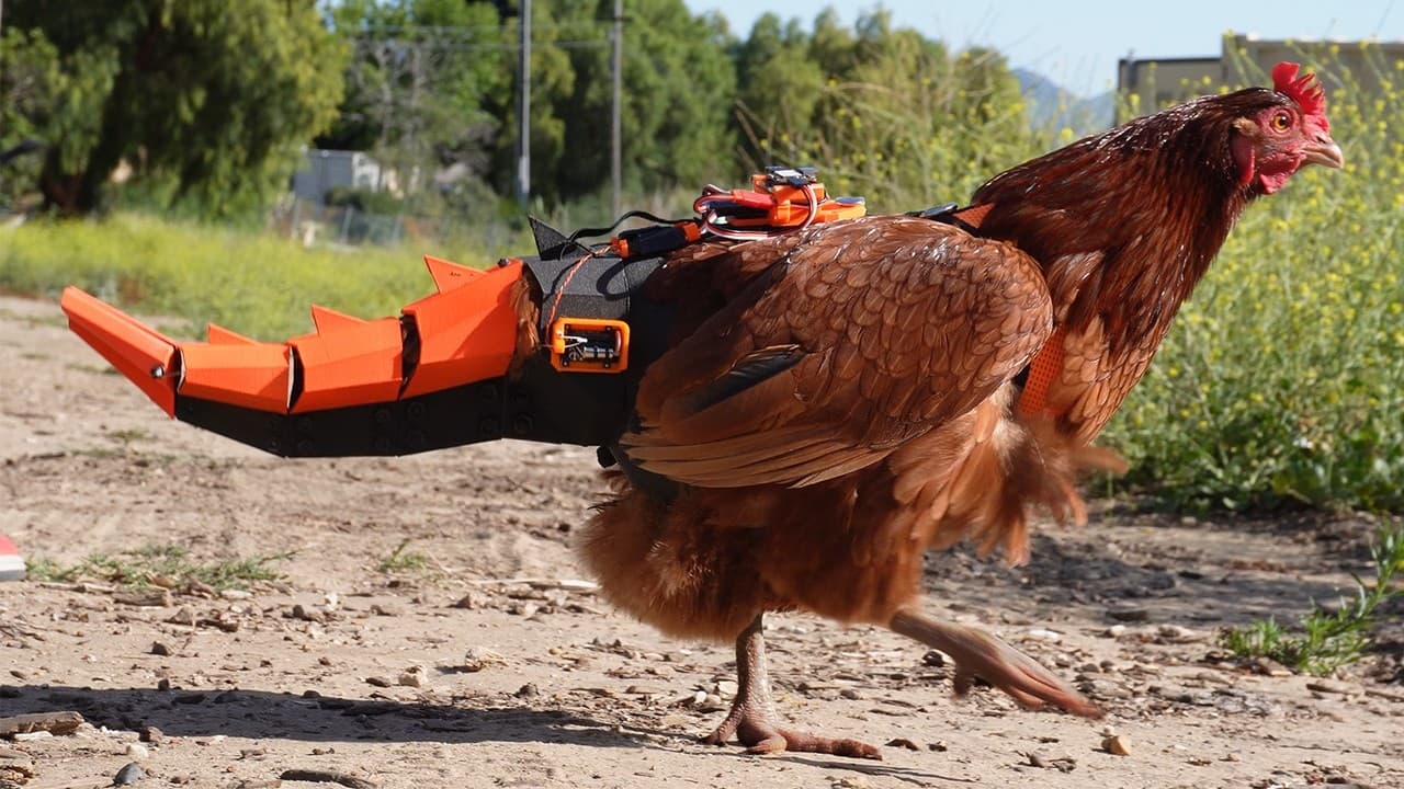giving chickens there tails back. — mealtime video thumbnail