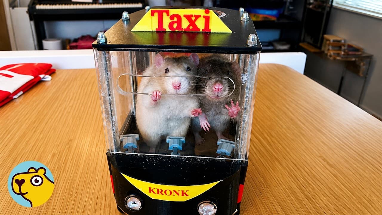 Rats Enjoy Driving Tiny Cars And Actually Steer Them — Gaming mealtime video