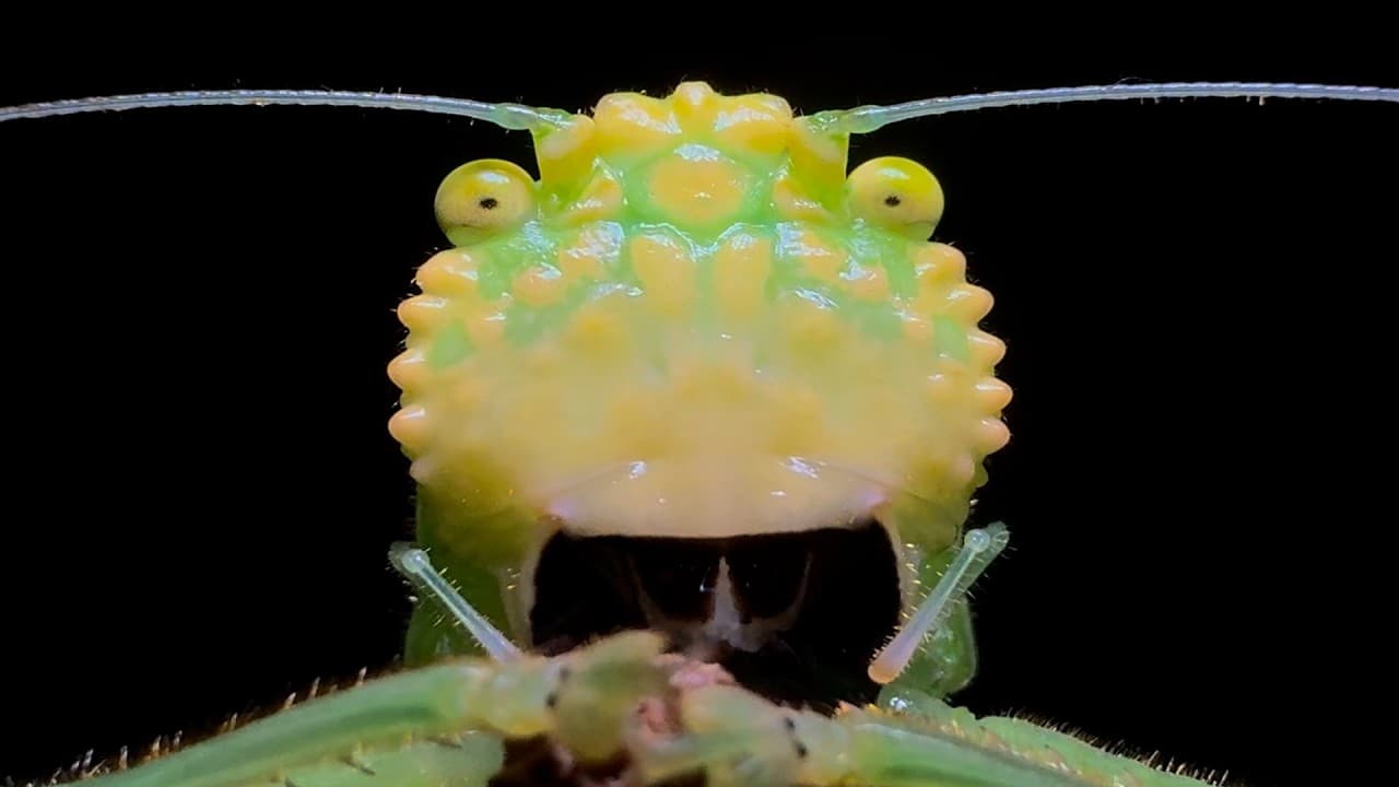 A Pit Bull Among Insects (and related spearbearers) — Music mealtime video