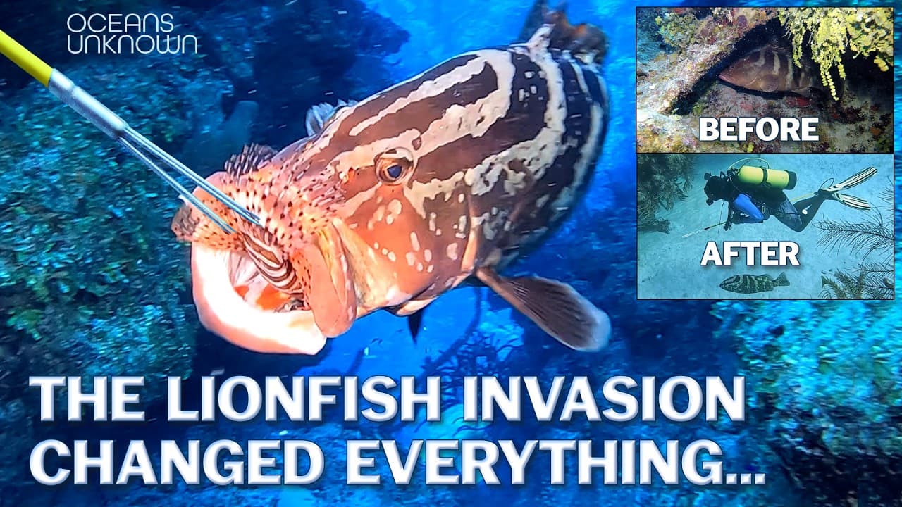 The LONG-TERM Effects of Feeding Lionfish to Sharks and Groupers on the Reefs. — mealtime video thumbnail