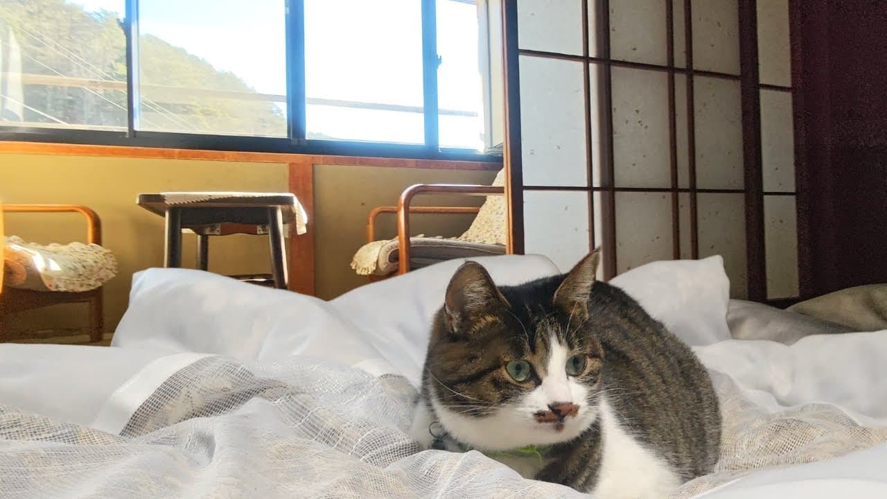 Cats Slept Beside Me at an Onsen Ryokan in Japan πβ¨οΈ | Kakehashi Onsen | Nagano β mealtime video thumbnail